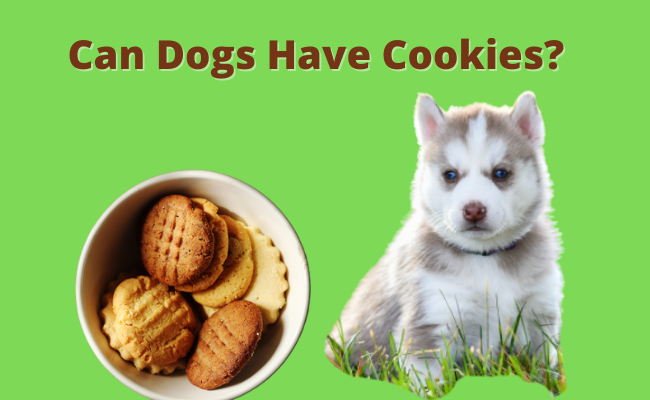 Can Dogs Have Sugar Cookies