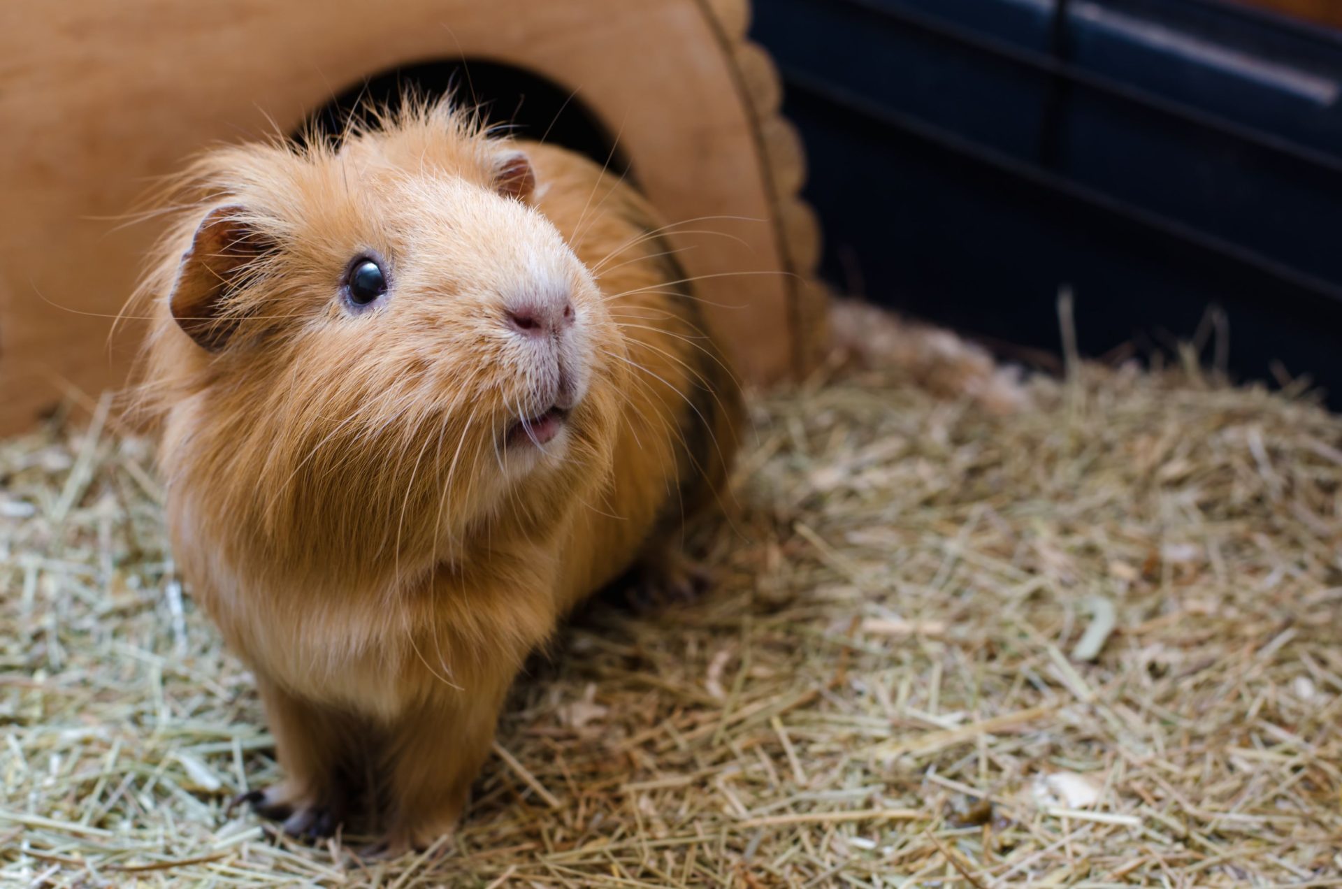 Can Guinea Pig Poop Be Used As Fertilizer