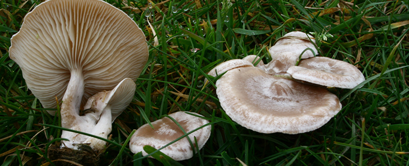 Do Mushrooms Grow In Human Poop