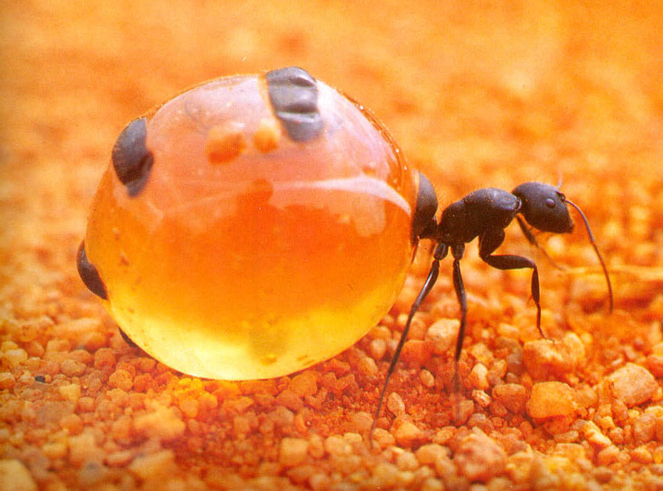 Does Pure Honey Attract Ants