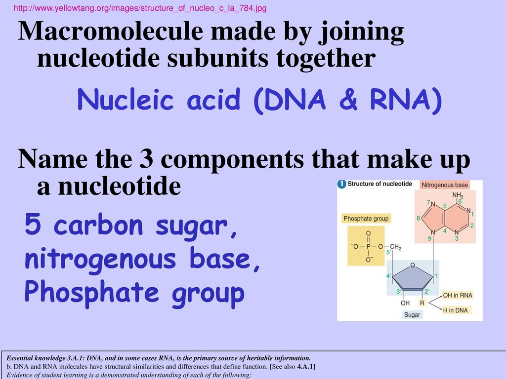 What Sugar Is Found In RNA