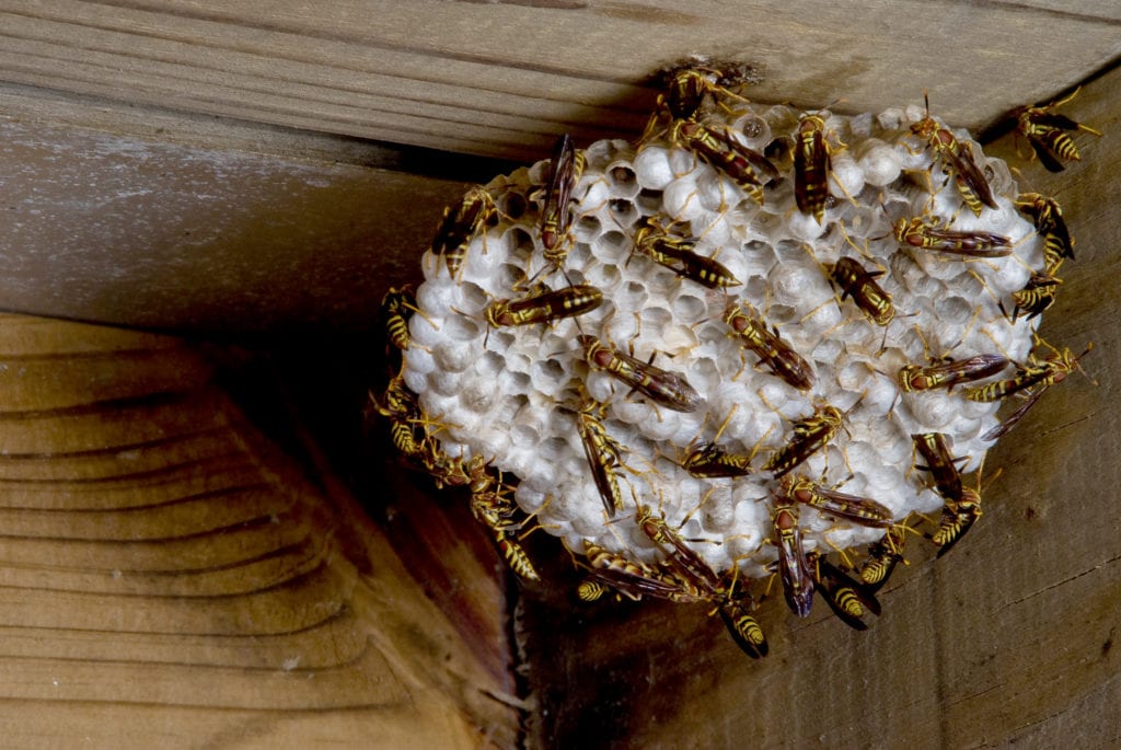 Do Yellow Jackets Nests Have Two Entrances