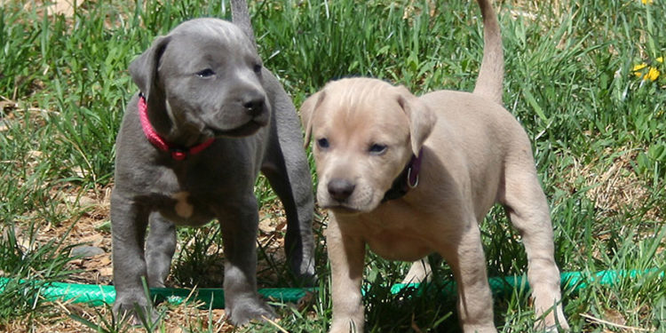 Blue Lacy Pit Bull Terrier Mix