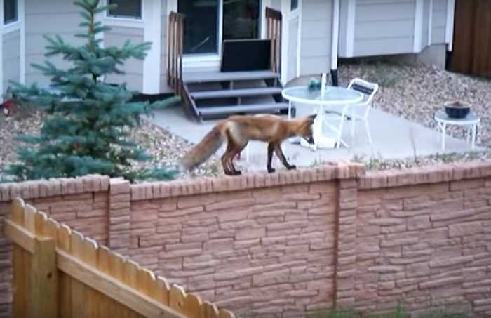 Can A Fox Climb A Fence