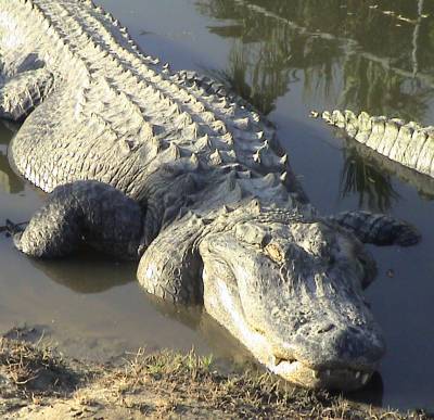Can Alligators Breathe Underwater