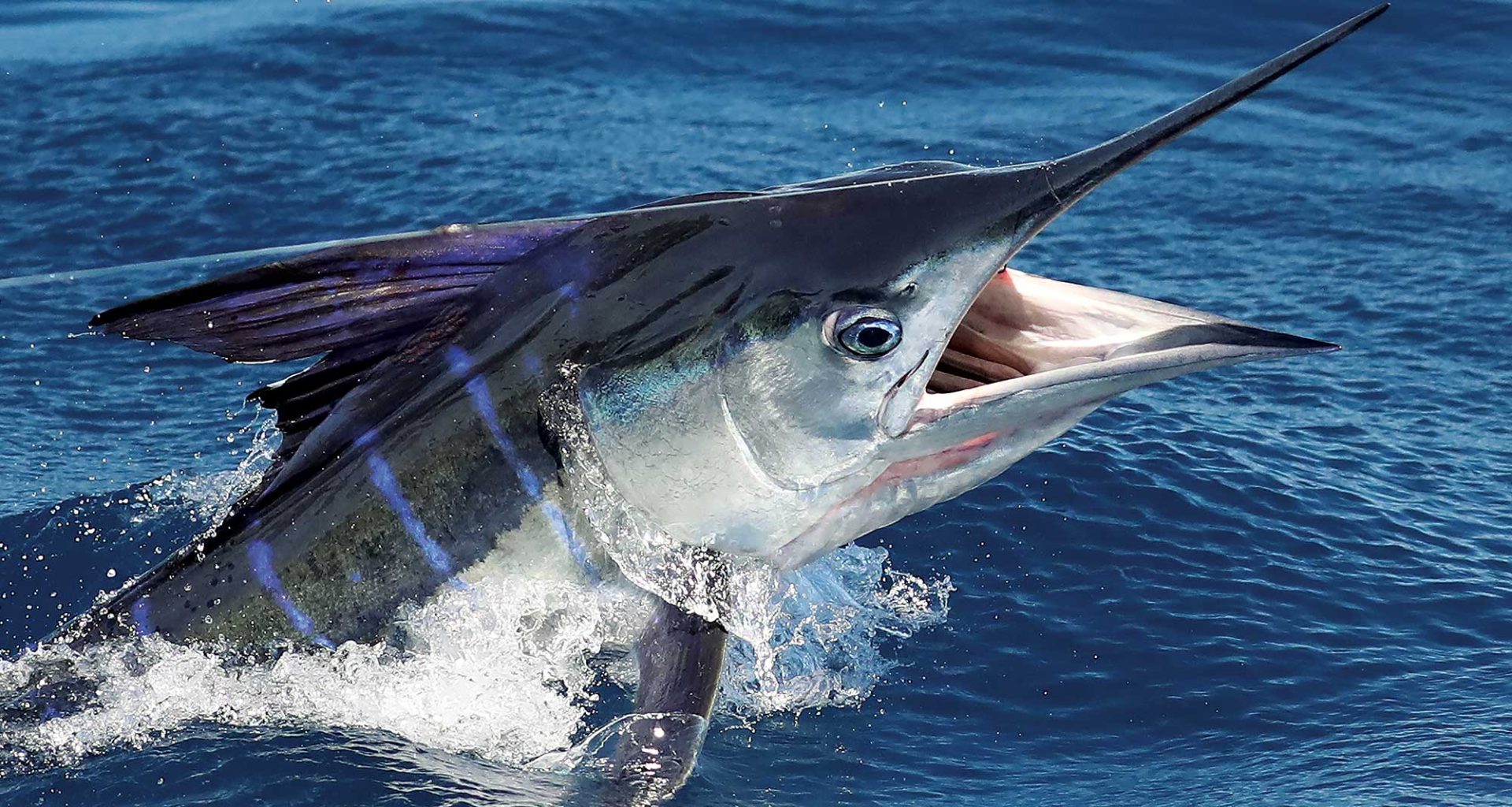 Can You Eat Blue Marlin
