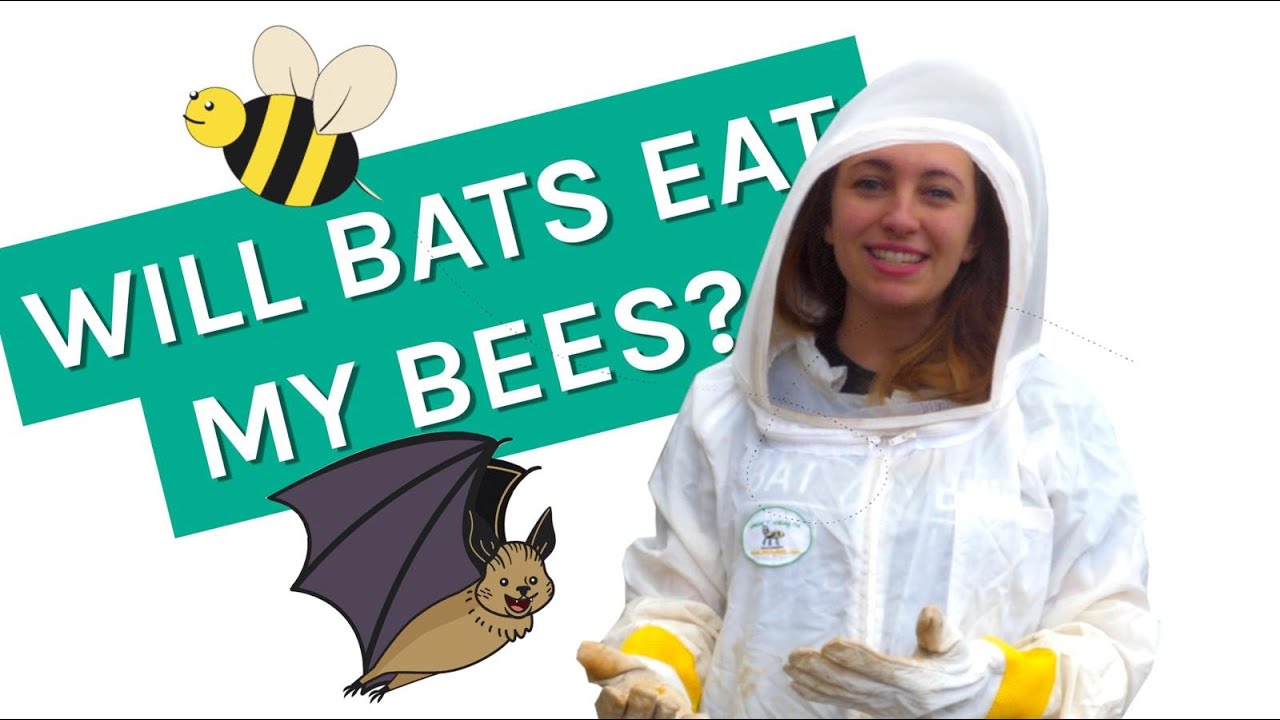 Do Bats Eat Bees