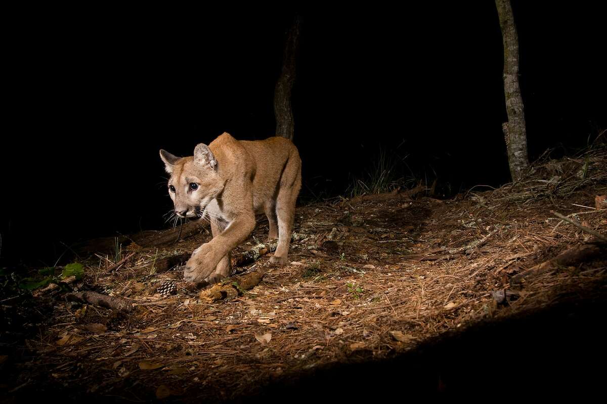Do Mountain Lions Eat Coyote Meat