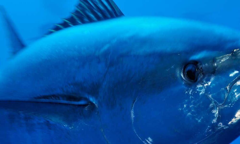 Does Tuna Have Fins And Scales