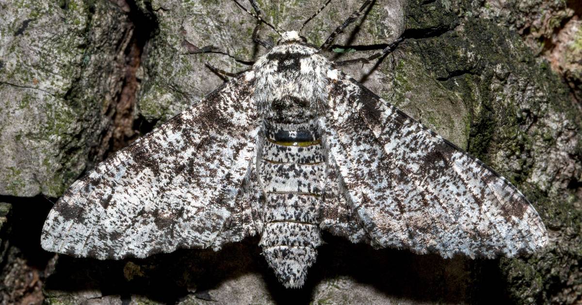 How Do Peppered Moths Spend The Winter