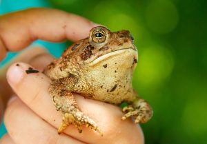 How Long Can Frogs Go Without Food