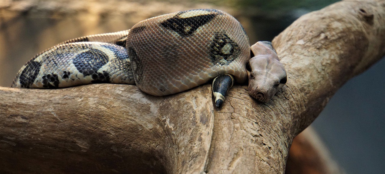 How Long Can Snakes Hold Their Breath