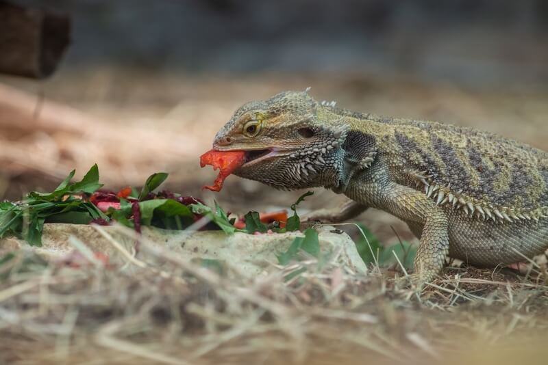 Can Iguanas Eat Watermelon