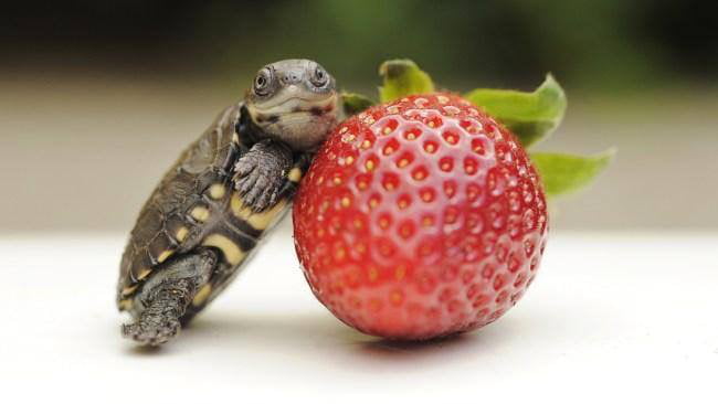 Can Red Eared Sliders Eat Strawberries