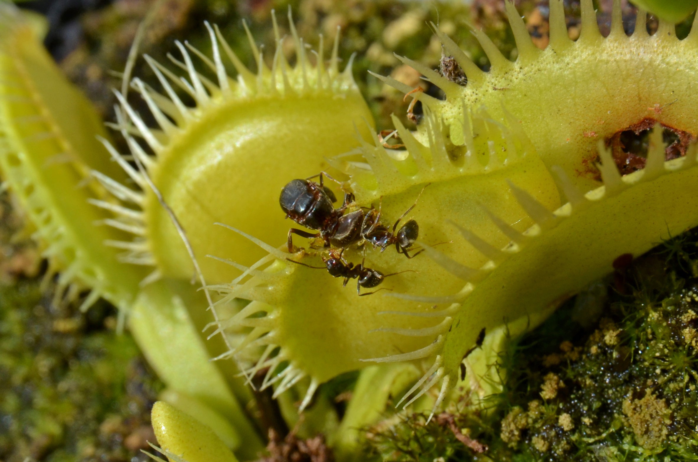 Can Venus Fly Traps Eat Ant