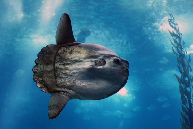 Can You Eat a Sunfish