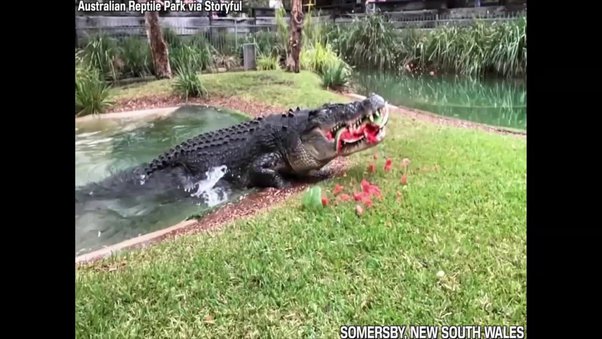 Do Alligators Eat Ducks