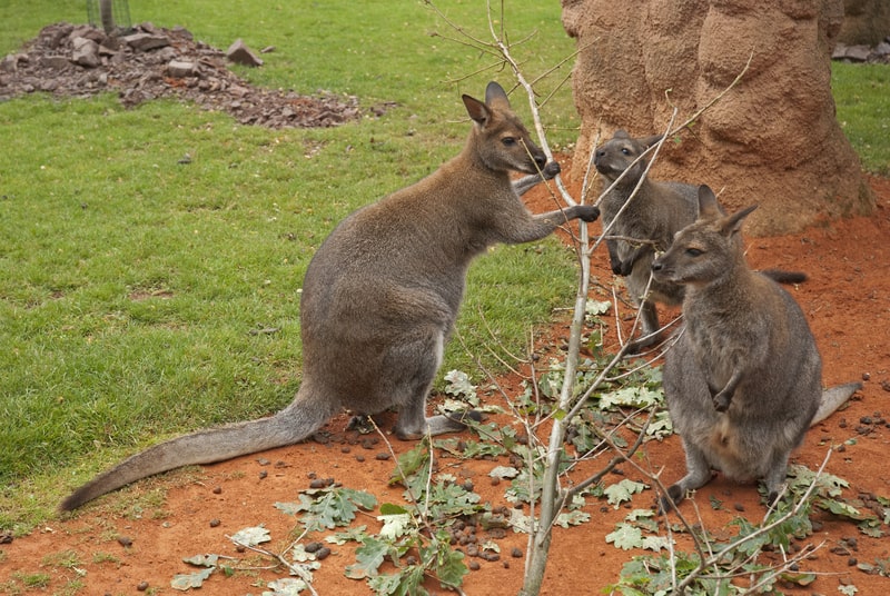Do Kangaroos Eat Meat