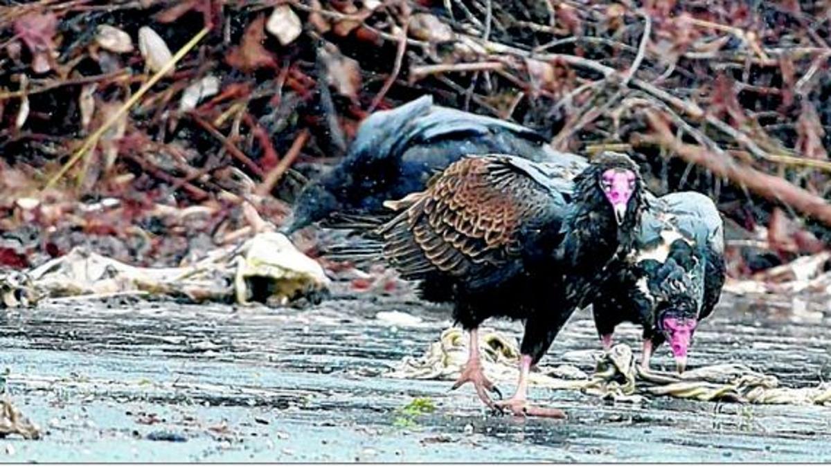 Do Turkey Vultures Eat Live Animals