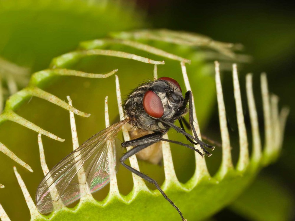 Do Venus Fly Traps Eat Fruit Flies
