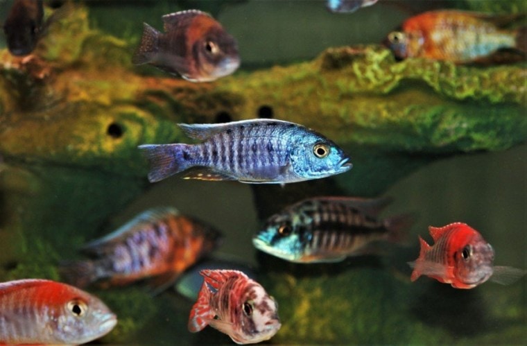 How Many African Cichlids in a 30 Gallon Tank