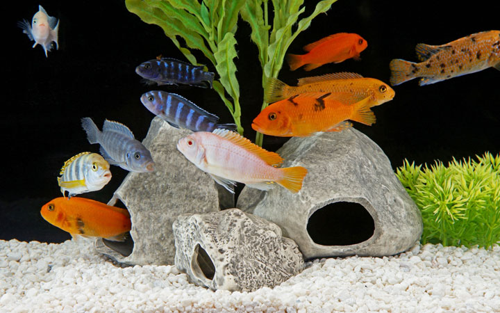 How Many Cichlids in a 40 Gallon Tank