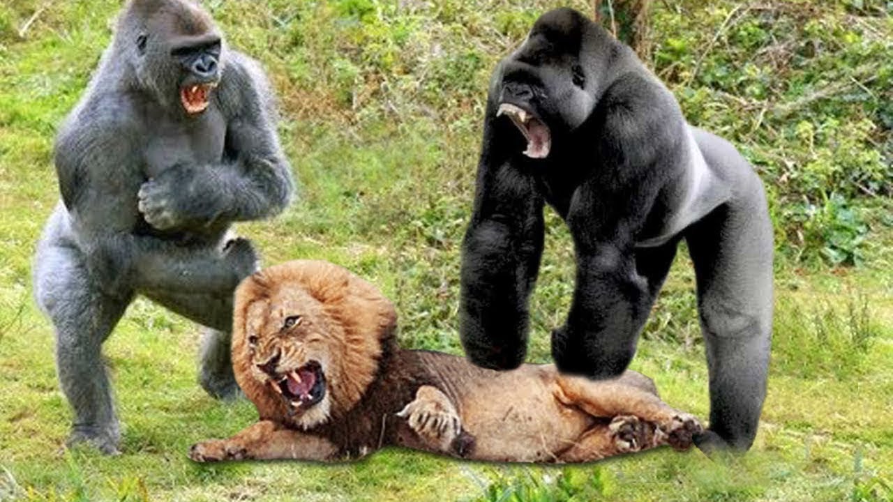 gorilla vs tiger fight