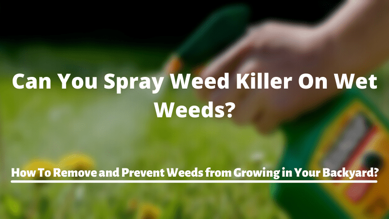 How Long Does It Take For Roundup to Dry on Your Lawn