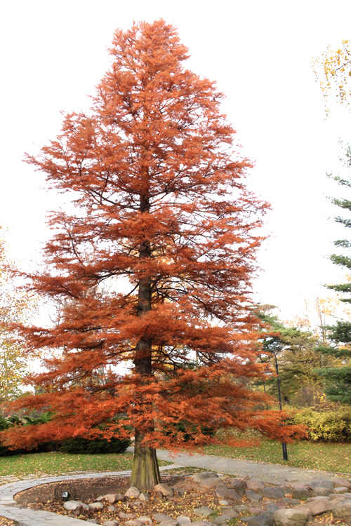 How Much is a Cypress Tree Worth