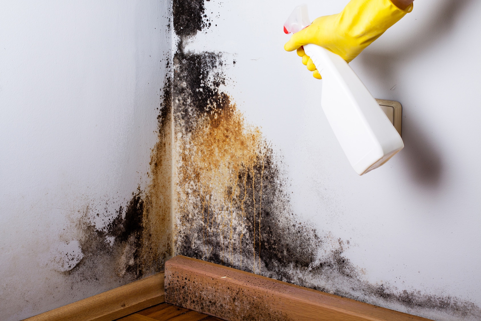 Does Mold Grow Better in Cold Or Warm Temperatures