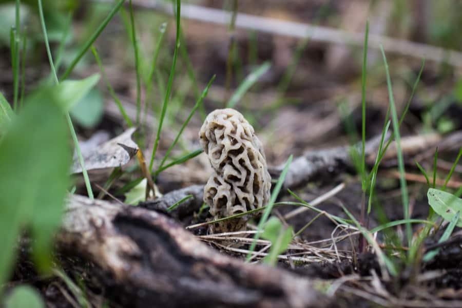 The Dangers of Mixing Morels and Alcohol