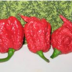 What to Do With Carolina Reapers