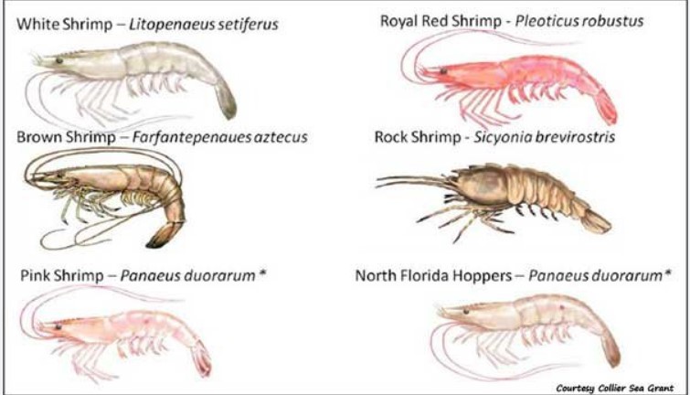 Is Shrimp Considered a Fish