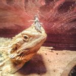 Can Bearded Dragons Eat Watercress