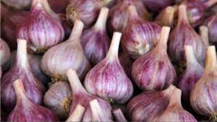 Why is My Garlic Purple