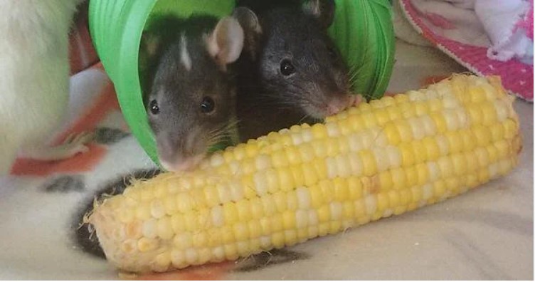 Can Rats Eat Corn on the Cob