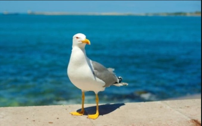What Does Seagull Taste Like