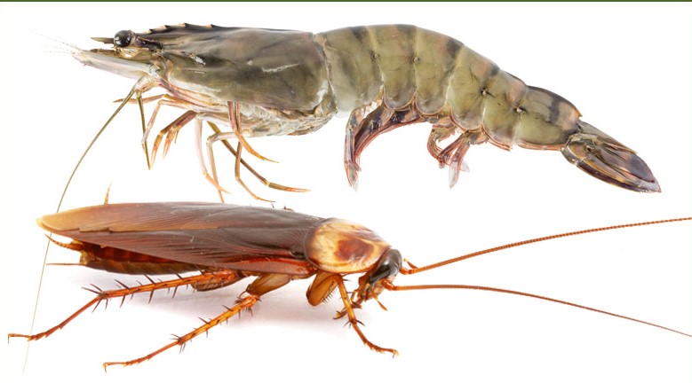 Are Shrimps Cockroaches?