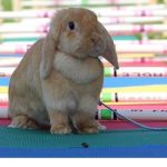 Best Rugs For Rabbits