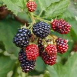 Can You Eat Red Blackberries
