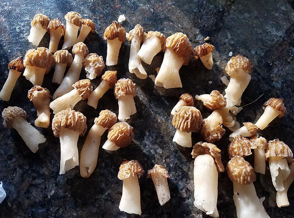 Can morel mushrooms make you sick