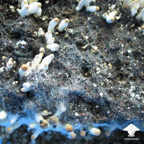 How to Get Rid of Cobweb Mold on Mycelium