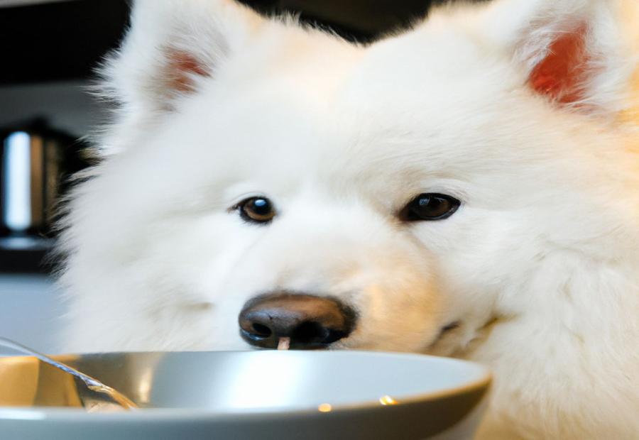 Best Food Options for Samoyed Dogs - Best food for samoyed 