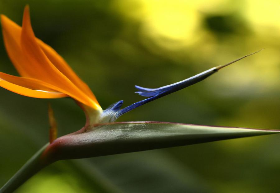 Myth or Fact: Growing Birds of Paradise in Water - Can birds of paradise grow in wAter 