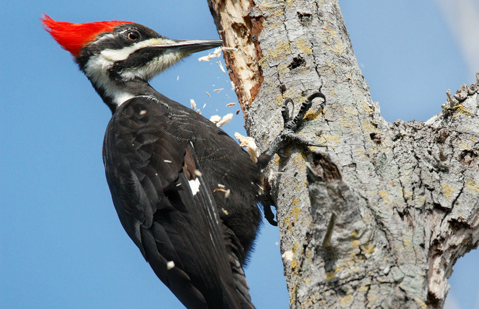 Can You Eat Woodpecker