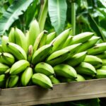 Availability of Gros Michel bananas